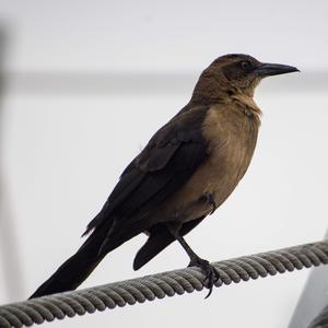 Great-tailed Grackle