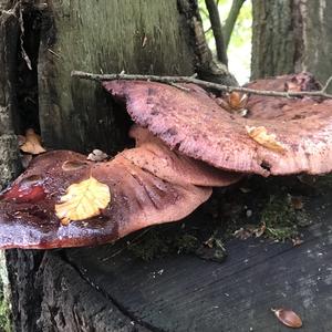 Beefsteak Polypore