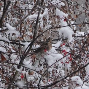 Fieldfare