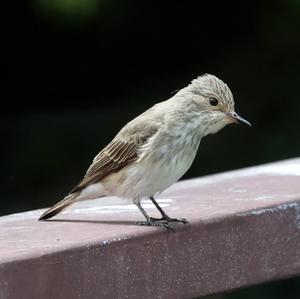 Spotted Flycatcher