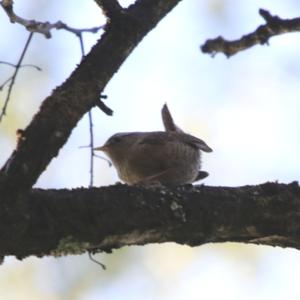 Winter Wren