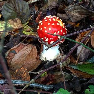 Fly Agaric