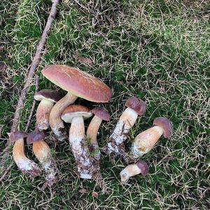 Bay Bolete