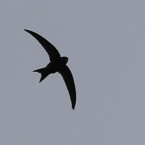 Common Swift