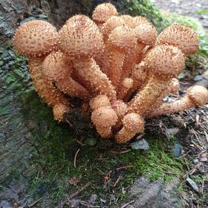 Honey Mushroom