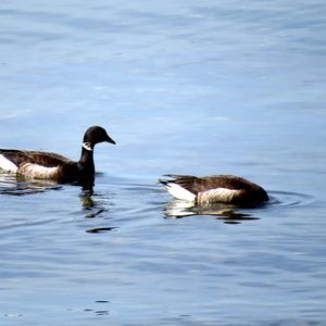 Brent Goose