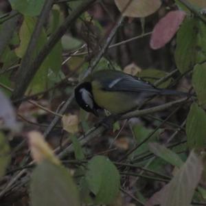 Great Tit