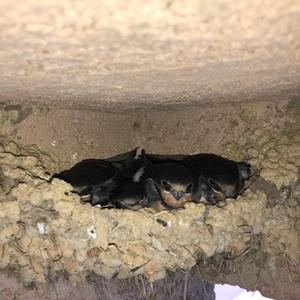 Barn Swallow