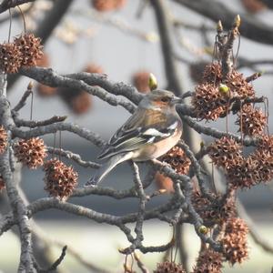 Eurasian Chaffinch