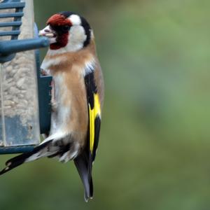 European Goldfinch