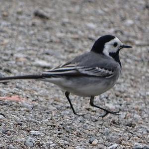 White Wagtail