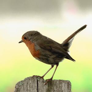 European Robin