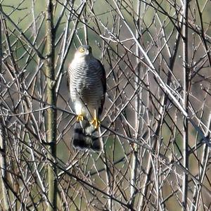 Eurasian Sparrowhawk