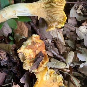 Chanterelle, Common