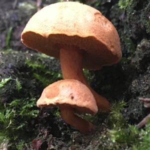 Peppery Bolete