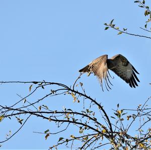 Mäusebussard