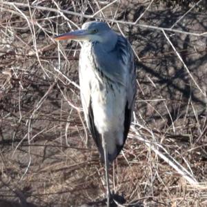 Grey Heron