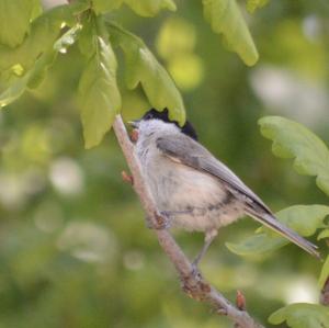 Willow Tit