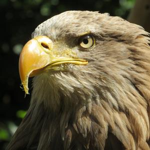 White-tailed Eagle