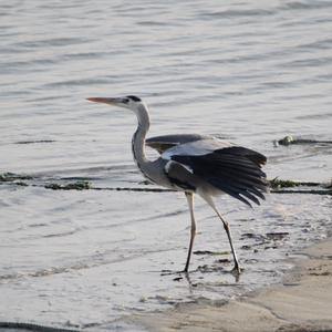 Grey Heron