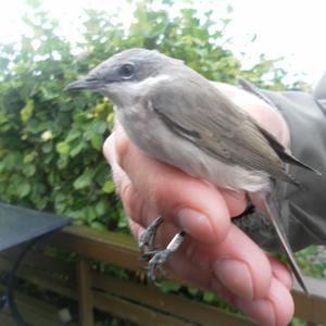 Lesser Whitethroat