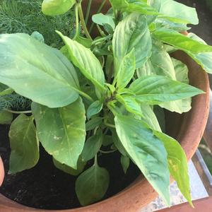 Unknown Species