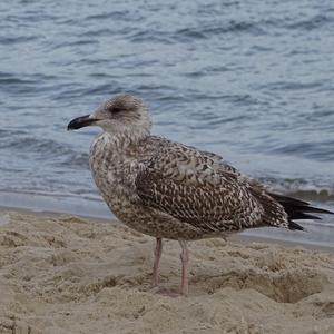 Great Black-backed Gull