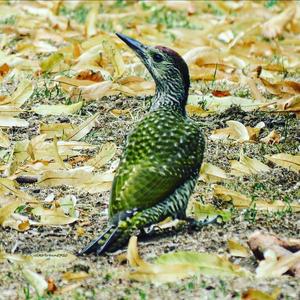 Eurasian Green Woodpecker