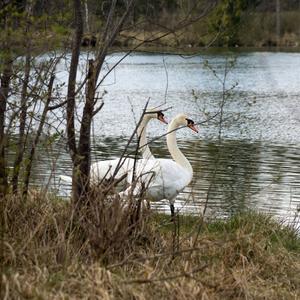 Mute Swan