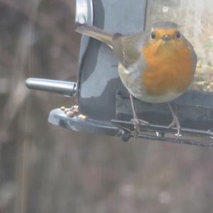 European Robin