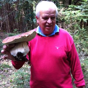 King Bolete