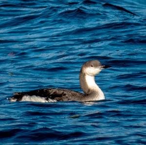 Arctic Loon