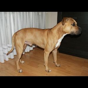 American Staffordshire Terrier