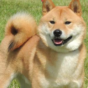 Shiba Inu