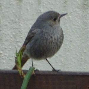 Black Redstart