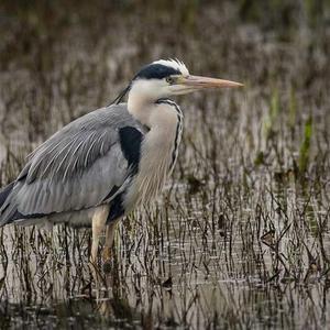 Grey Heron