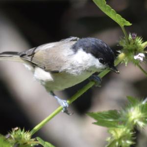 Willow Tit