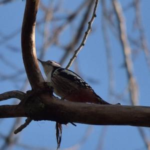 Middle Spotted Woodpecker