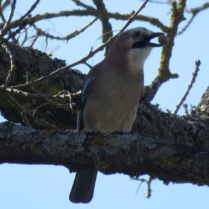 Eurasian Jay