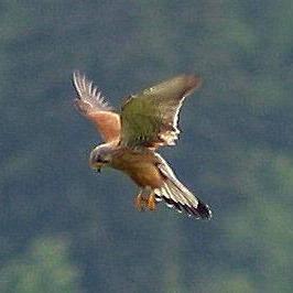 Common Kestrel