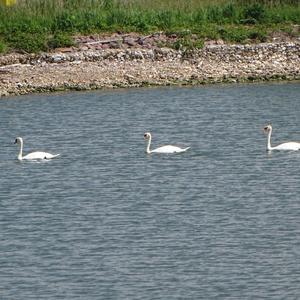 Höckerschwan