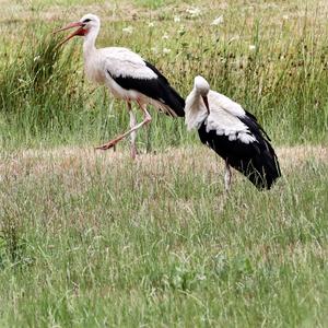 White Stork