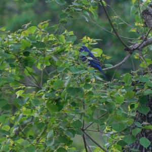 Blue Grosbeak