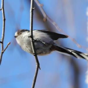 Long-tailed Tit