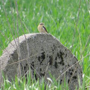 Northern Wheatear