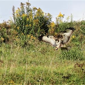 Common Buzzard