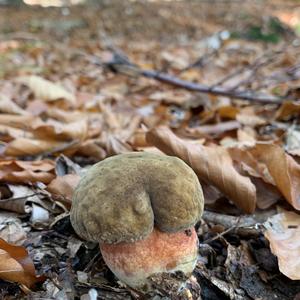 Dotted-stem Bolete