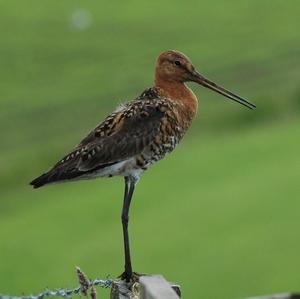 Black-tailed Godwit