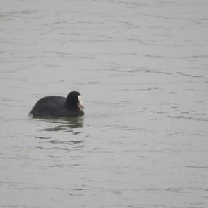 Common Coot