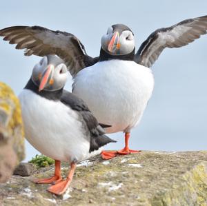 Atlantic Puffin